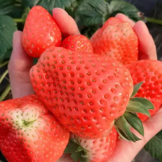 南通红颜草莓 20克以下 