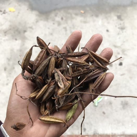 马关县白芨种子 