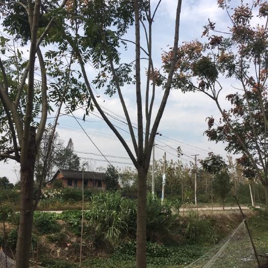 益阳黄山栾树 