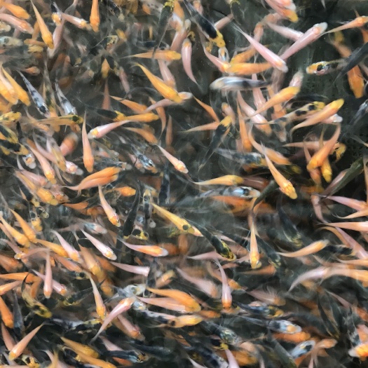 台山市锦鲤鱼苗
