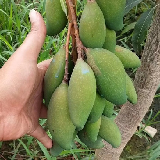 景东县景东晚熟芒果苗，芒果嫁接苗，产地直销，不零售