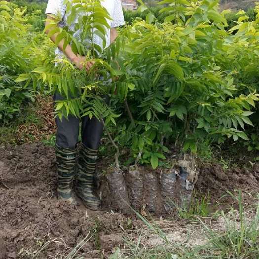 碧根果苗，美国山核桃苗，基地直供