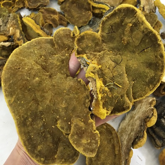 昆明桑黄