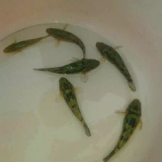 广州笋壳鱼苗  ，肉食鱼类，市场价格行情好，好产品值得推荐