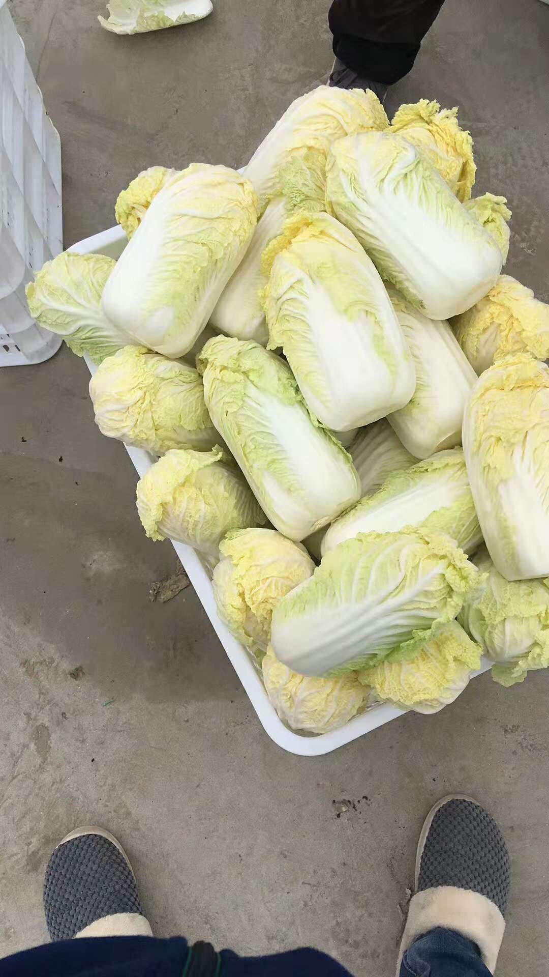 黄心娃娃菜 5~7两以上
