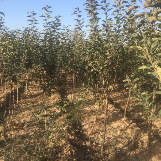 绛县红富士苹果苗 1~1.5米