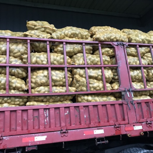 竹溪县荷兰15  黄心土豆