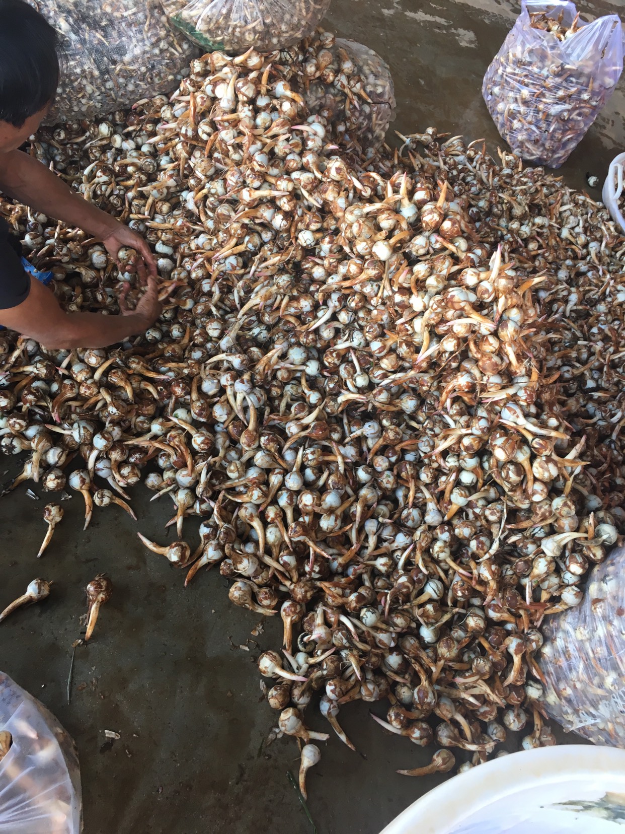 云南精品慈菇 货源稳定 场地直发全国 欢迎合作来电咨询