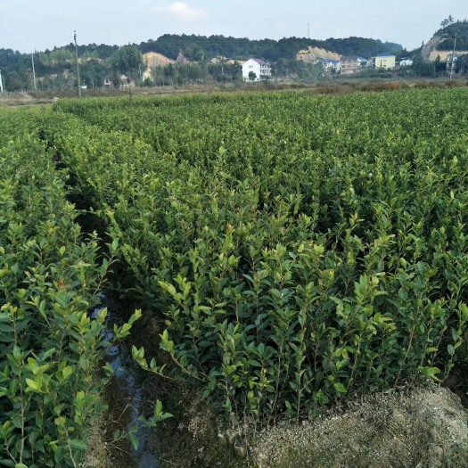 攸县湘林系列 2年杯苗
