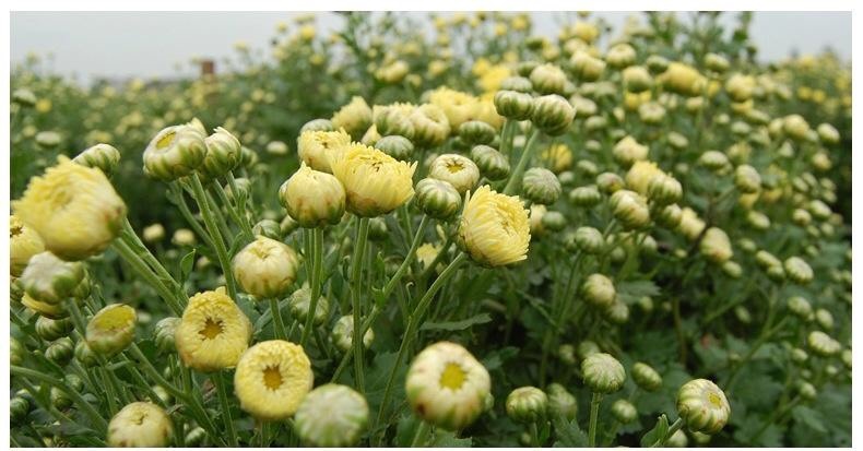  干菊花 浙江桐乡杭白菊头采/500克