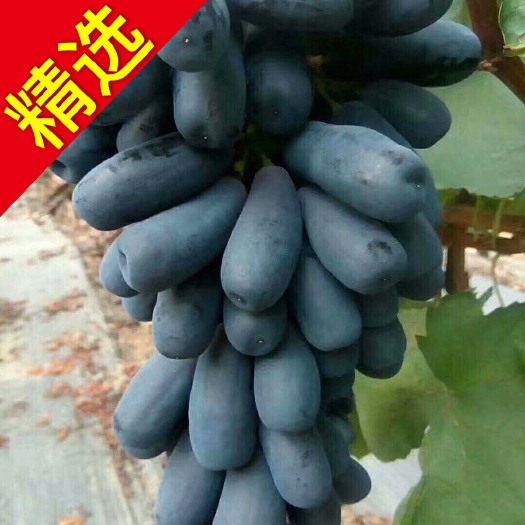 平邑县蓝宝石葡萄苗 【全部嫁接】【品种保证】