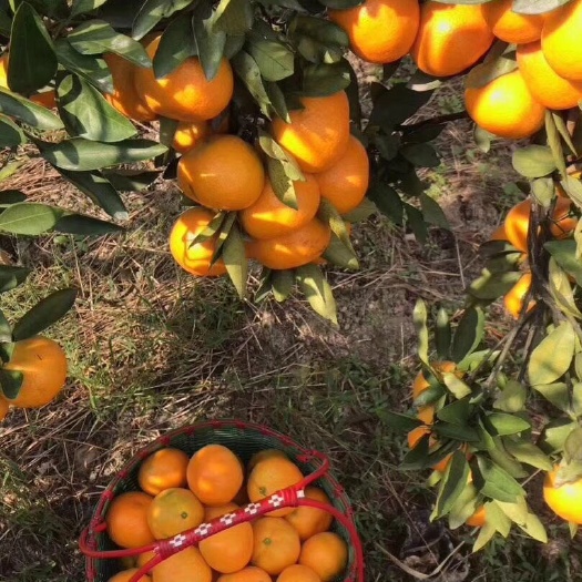 台州黄岩蜜桔 自家山地橘，皮薄肉脆无渣，保证口感
