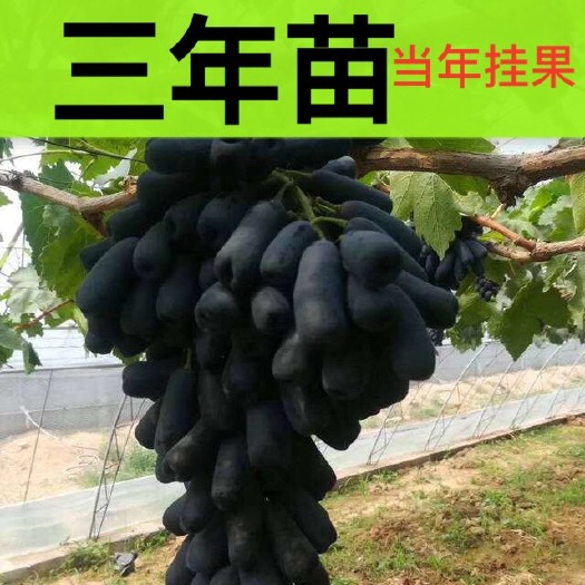 平邑县蓝宝石葡萄苗 