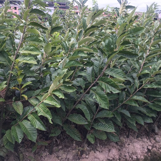 漳平市魁栗板栗苗 嫁接苗 0.5~1米