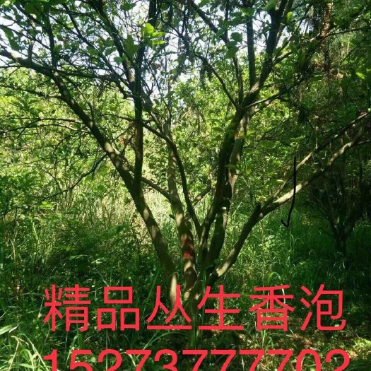 益阳小叶樟