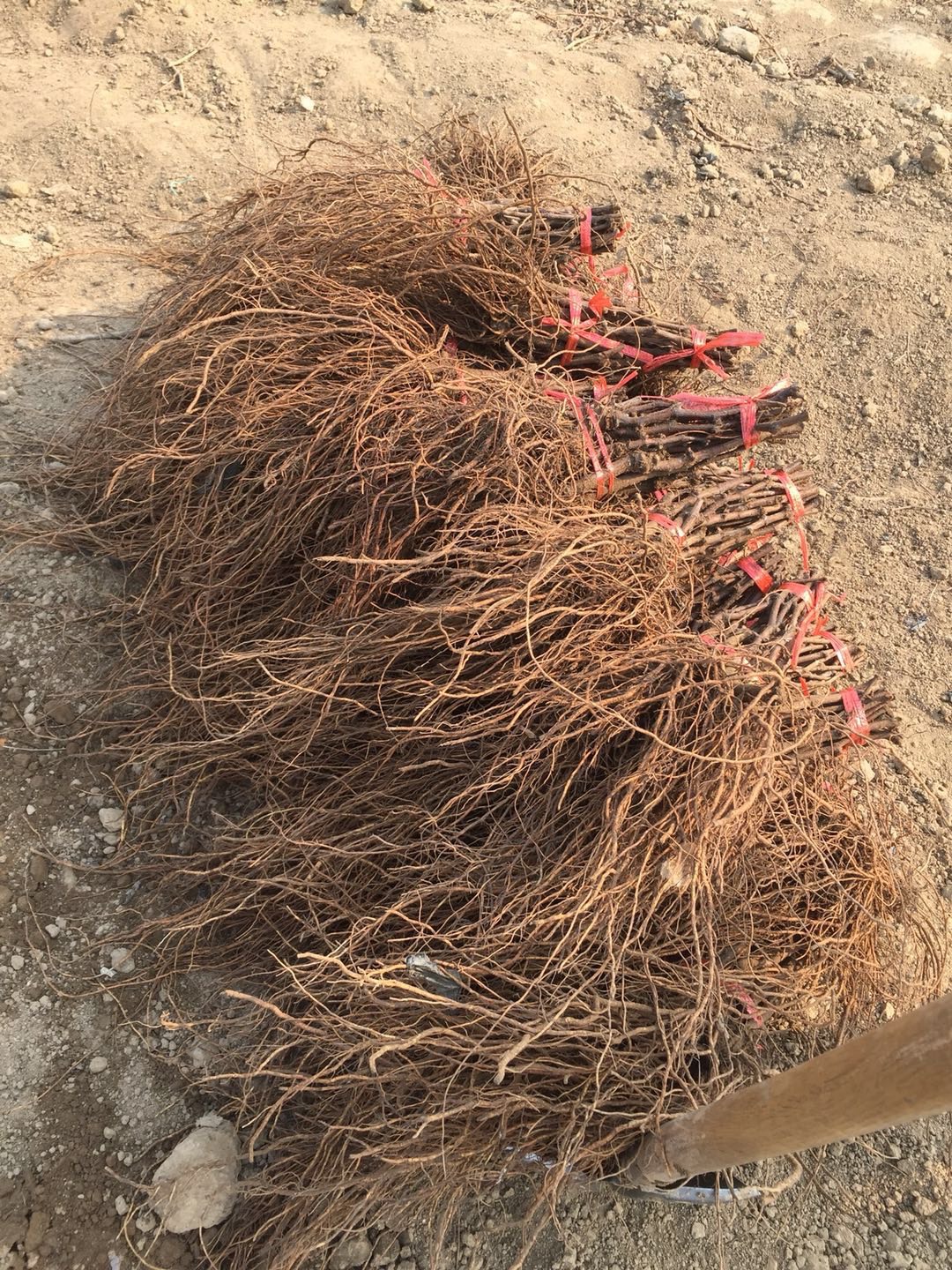 巨峰葡萄苗 巨峰巨丰扦插苗大粒葡萄苗南北方种植庭院种植果树苗