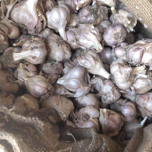 彭州市彭县大蒜 混级统货 多瓣蒜