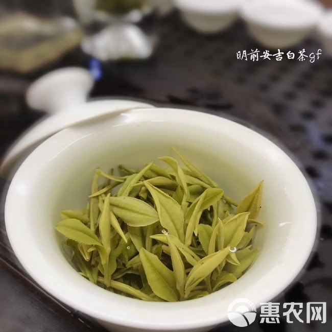 新茶 明前安吉好白茶，高山原料安吉白茶、满满的氨基酸