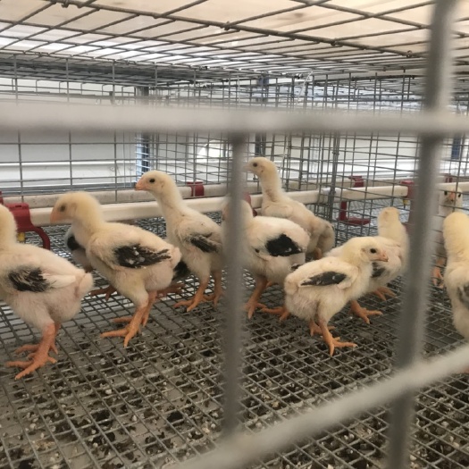 广州东涛鸡苗 