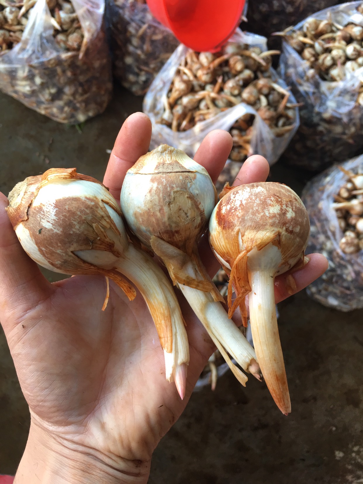云南精品慈菇 货源稳定 场地直发全国 欢迎合作来电咨询