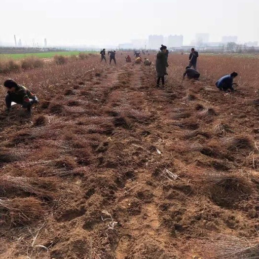 绛县钙果苗 0.5米以下