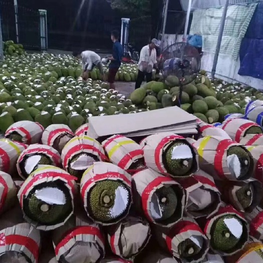 凭祥市越南菠萝蜜 15斤以上