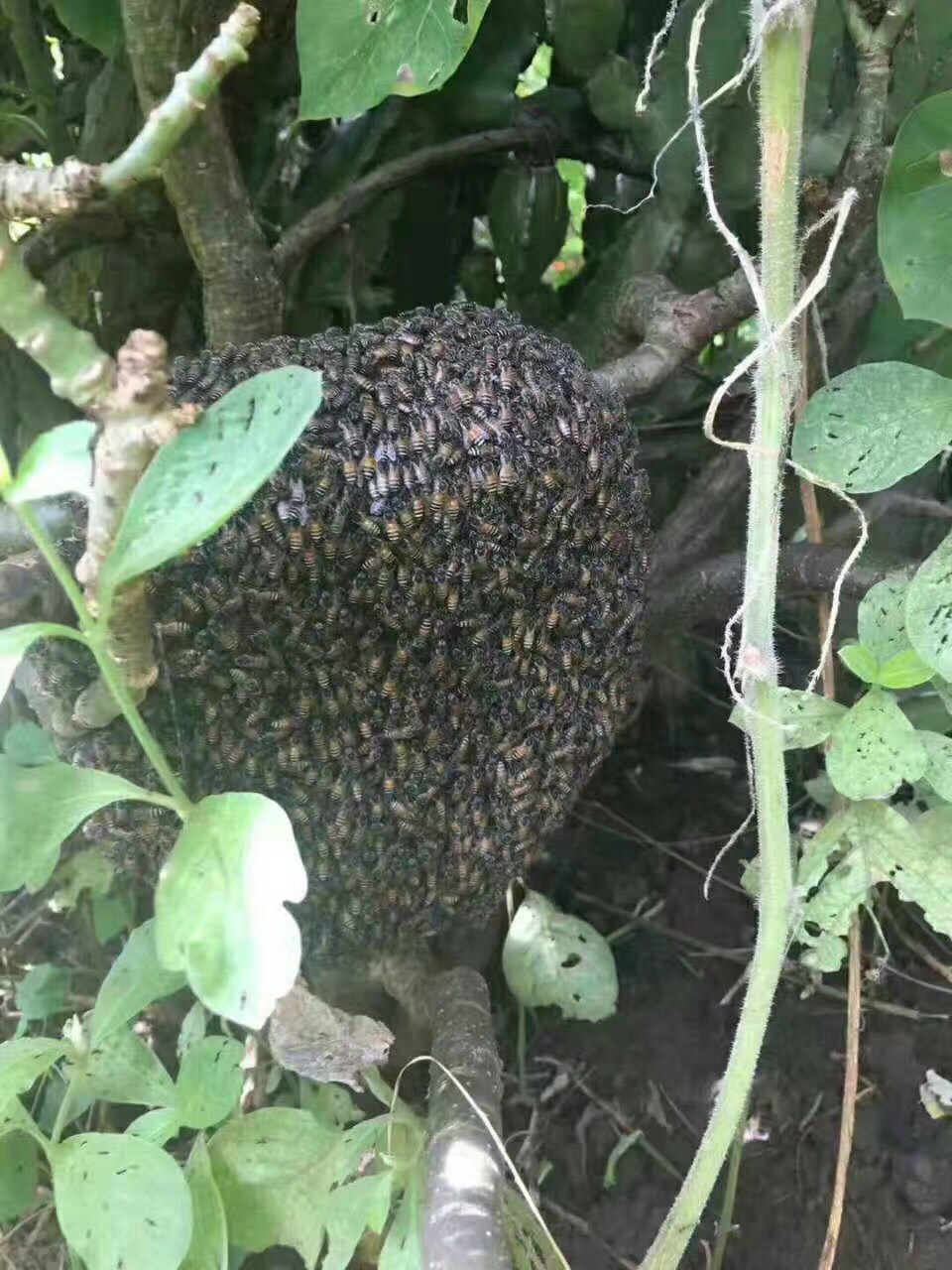 蜂巢蜜 塑料瓶装  2年