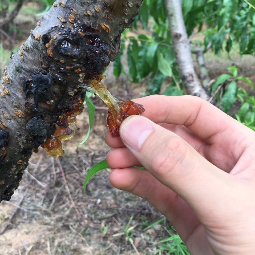 南阳食用桃胶 24个月以上