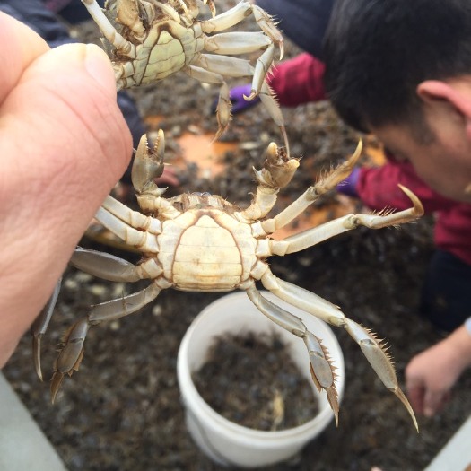 启东市大闸蟹苗4母6公母本（扣蟹苗）