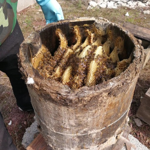 巴东县土蜂蜜  2年以上 玻璃瓶装