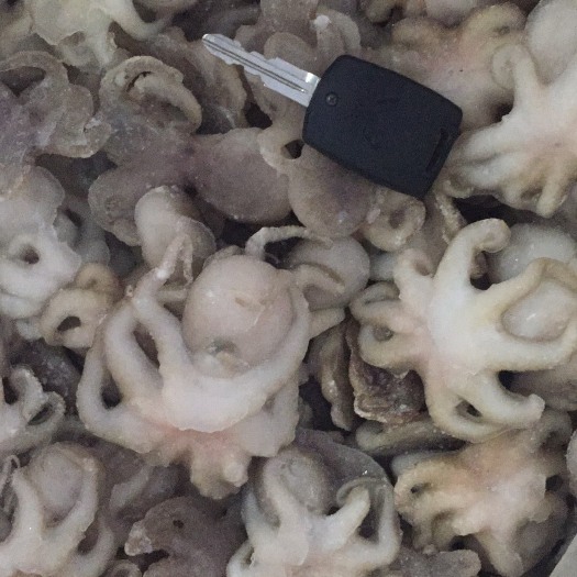 连云港章鱼足