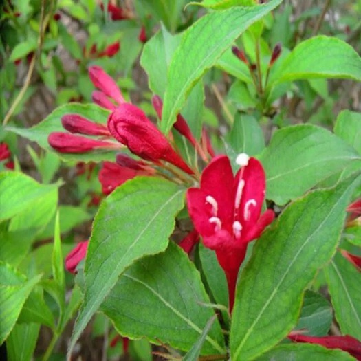 沭阳县锦带花  基地直销