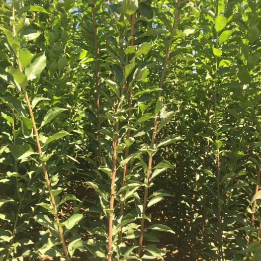 泰安红肉苹果树苗 0.5~1米