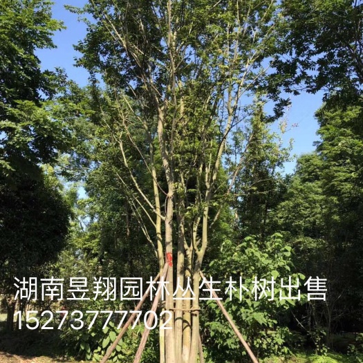 益阳丛生朴树