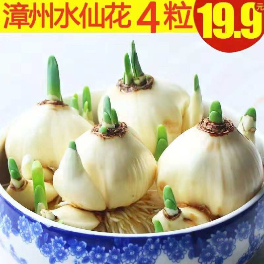 沭阳县 水养植物 水仙花种球冬季盆栽大球室内水培花卉水仙不带盆