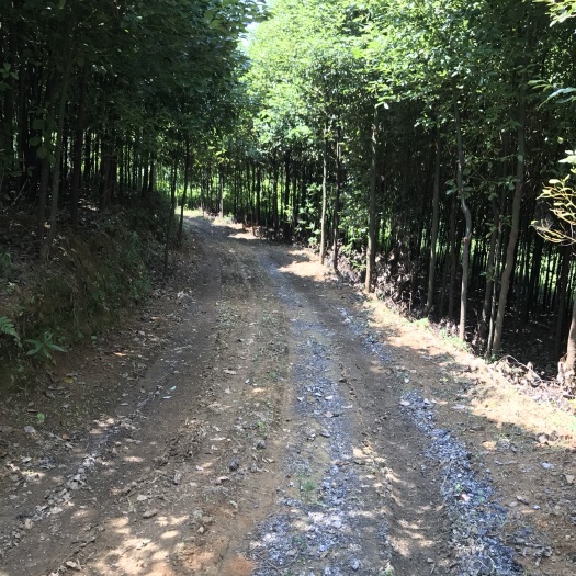 大方县全冠香樟