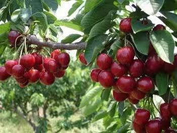 红灯樱桃苗 品种齐全量大优惠