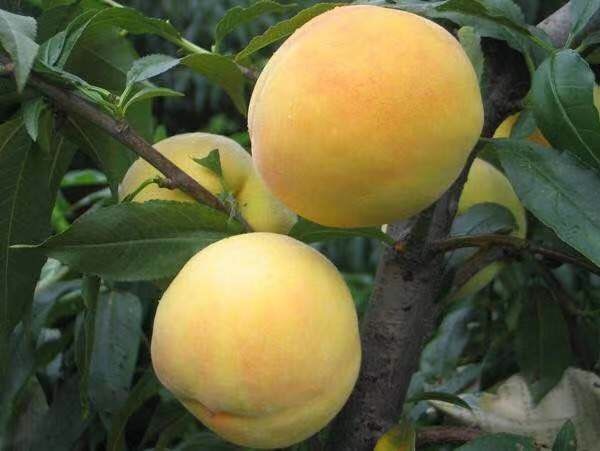 苍溪县水蜜桃苗 1~1.5米