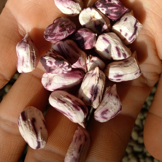 昆明带壳花生 七彩花生云南七彩野地