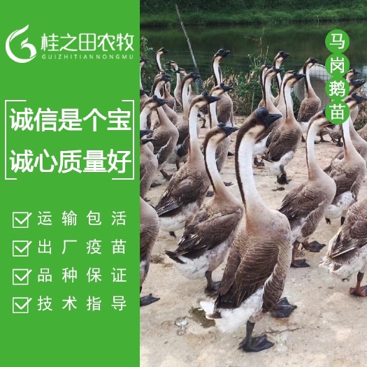 南宁马岗鹅苗  提供养殖技术 广西鹅苗孵化直销 正宗纯种鹅苗