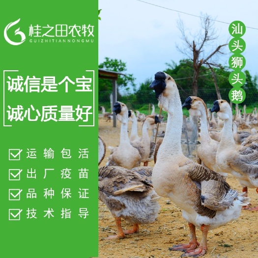 南宁狮头鹅苗  正宗纯种【零售5起发】能长20多斤 打好疫苗