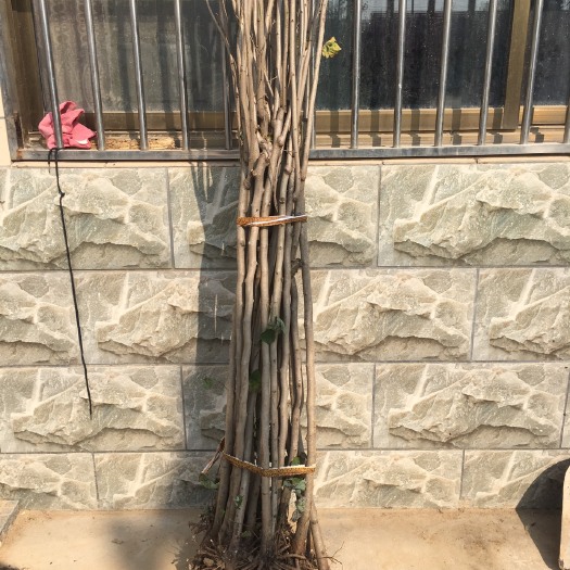 沭阳县红花紫荆 