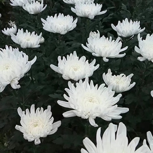 莆田白菊花苗