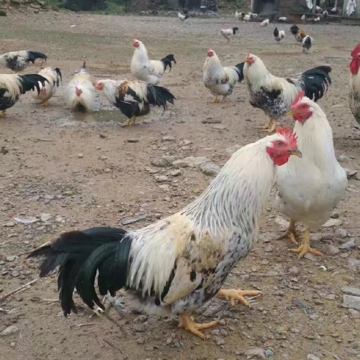 南宁 彩凤花鸡苗 稻香鸡 银凤土鸡苗 包打疫苗全国发货 包运输成活