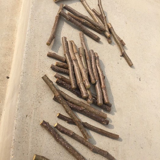 泰安 烟富0号苹果接穗基地直供低价出售品种保证