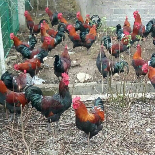 南宁血毛土鸡苗