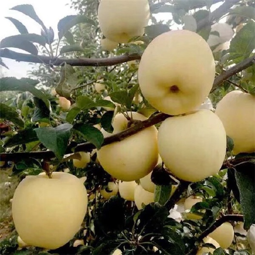 泰安维纳斯黄金苹果苗 1.5~2米