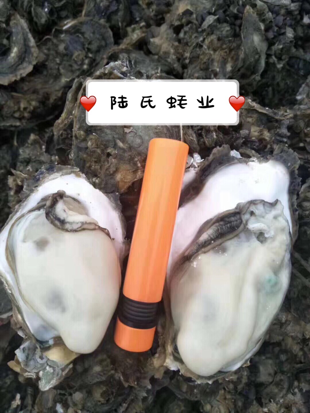 牡蠣  湛江生蠔 燒烤生蠔 場(chǎng)地直發(fā)大宗批發(fā) 薄殼脆肉