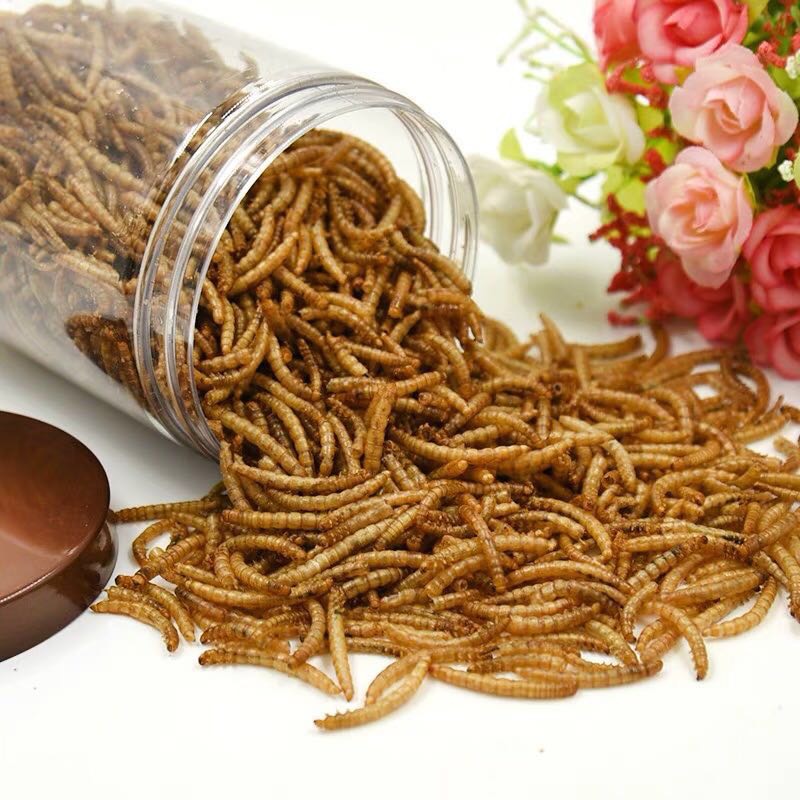 黄粉虫 