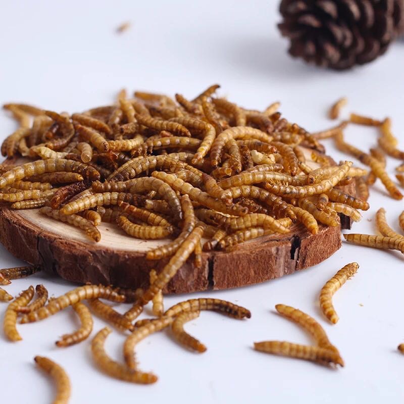 黄粉虫 